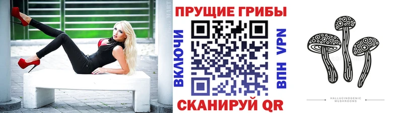 купить наркотик  Кудрово  Псилоцибиновые грибы Cubensis 